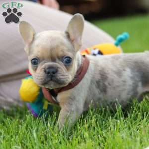 Ike, French Bulldog Puppy